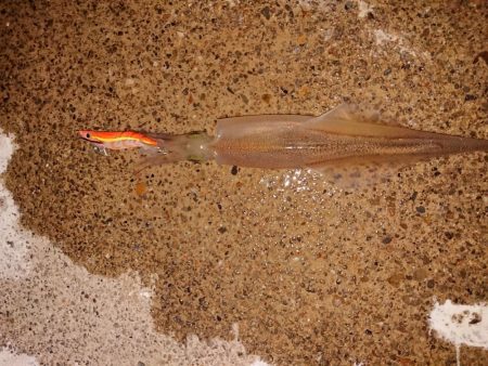 久々の複数釣果